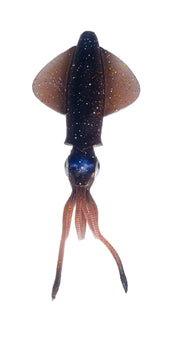 SAVAGE 3D SWIM SQUID 12.5CM 11GM 3 PIECE